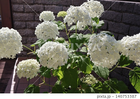 白い紫陽花アナベル 140753387