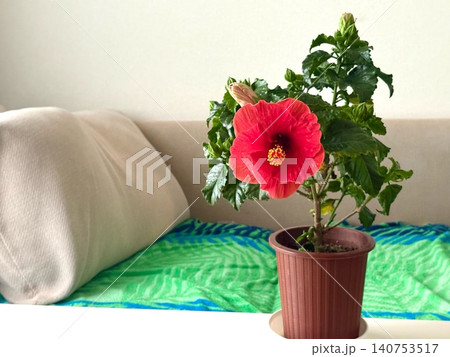 室内で咲くハイビスカス|Indoor Hibiscus in Bloom 室内で咲くハイビスカス|Indoor Hibiscus in Bloom 140753517