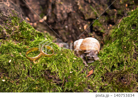 wedding rings newlyweds in the nature, lie on the moss next to the snail. wedding rings newlyweds in the nature, lie on the moss next to the snail. 140753834