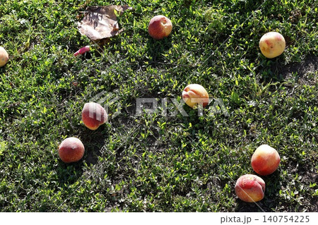 Ripe Peaches Scattered on Green Grass Ground. Ripe Peaches Scattered on Green Grass Ground. 140754225