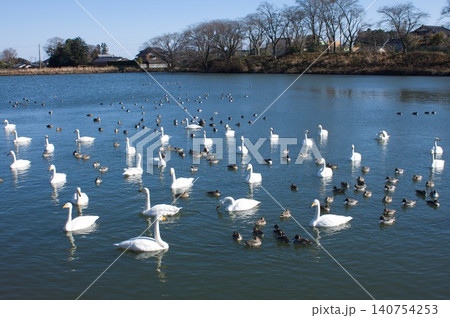白鳥のいる池 白鳥のいる池 140754253