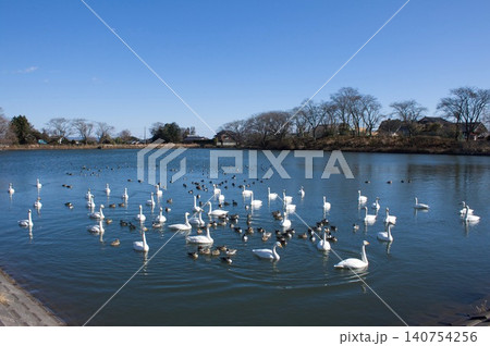 白鳥のいる池 白鳥のいる池 140754256