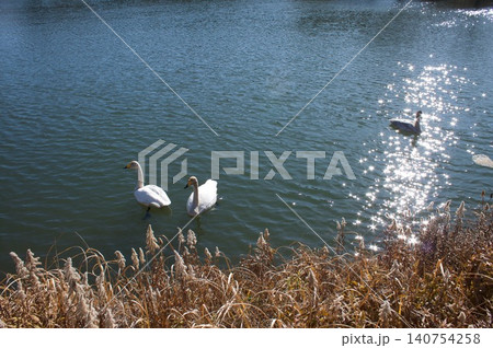 白鳥のいる池 白鳥のいる池 140754258