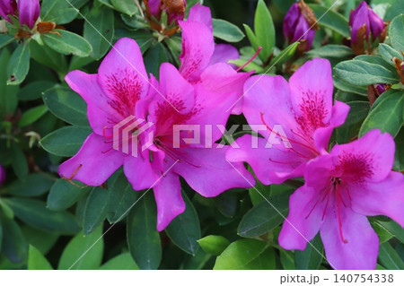 春の庭に咲く濃いピンク色の花びらに赤い斑点模様の入ったツツジの花 春の庭に咲く濃いピンク色の花びらに赤い斑点模様の入ったツツジの花 140754338