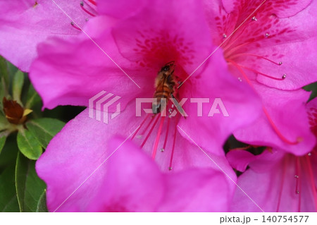春の庭に咲く濃いピンク色のツツジの花の蜜を吸うミツバチ 春の庭に咲く濃いピンク色のツツジの花の蜜を吸うミツバチ 140754577