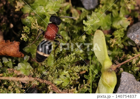 生き物 昆虫 ムネアカアリバチ、メスは翅がないので蟻の様に見えます。オスは全身黒くて翅があります 生き物 昆虫 ムネアカアリバチ、メスは翅がないので蟻の様に見えます。オスは全身黒くて翅があります 140754837
