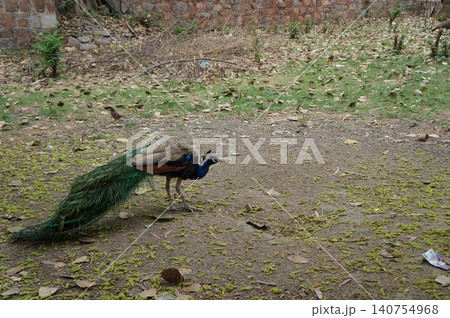 インドの野生の孔雀 インドの野生の孔雀 140754968