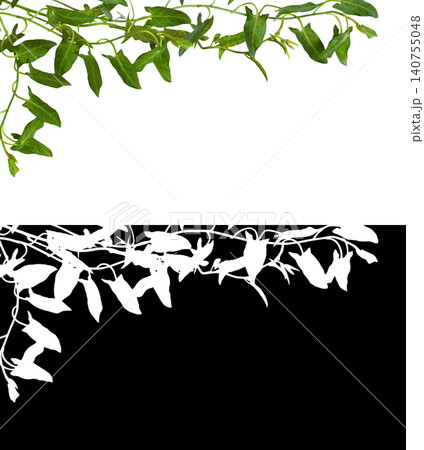 Twig of fresh bindweed with green leaves and its silhouette Twig of fresh bindweed with green leaves and its silhouette 140755048