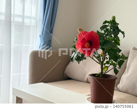 室内で咲くハイビスカス|Indoor Hibiscus in Bloom 室内で咲くハイビスカス|Indoor Hibiscus in Bloom 140755061