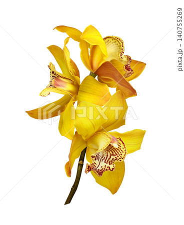 or transparent background or transparent background 140755269