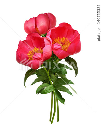 Coral peony flowers with green leaves in a small bouquet isolated on white background Coral peony flowers with green leaves in a small bouquet isolated on white background 140755323