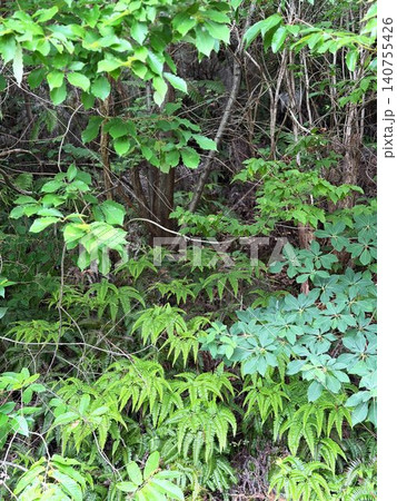 熊の出そうな茂み_縦 熊の出そうな茂み_縦 140755426