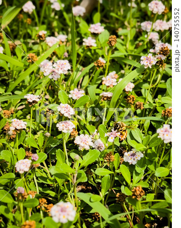 新緑の庭でヒメイワダレソウの花の蜜を吸うニホンミツバチのクローズアップ 140755552