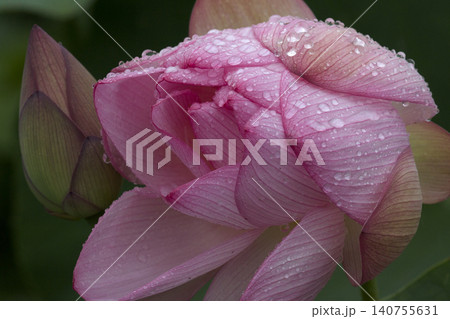 雨に濡れた蓮の花 雨に濡れた蓮の花 140755631