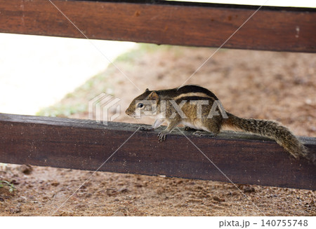 chipmunk eat walnut chipmunk eat walnut 140755748