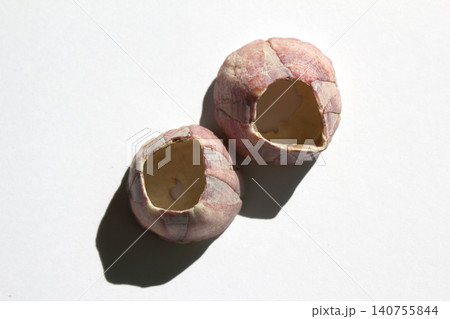 It is an empty barnacle shell. It is an empty barnacle shell. 140755844