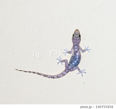 small gecko on the wall 140755858