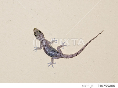 small gecko on the wall small gecko on the wall 140755860