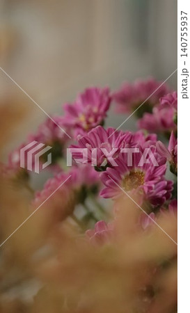花壇 花壇 140755937