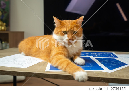 A ginger cat lies on a table atop documents and blue blueprints. Work and pets, comfort and a homely atmosphere. A ginger cat lies on a table atop documents and blue blueprints. Work and pets, comfort and a homely atmosphere. 140756135