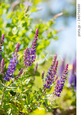 Purple salvia flowers blooming in sunny garden with natural bokeh Purple salvia flowers blooming in sunny garden with natural bokeh 140756880