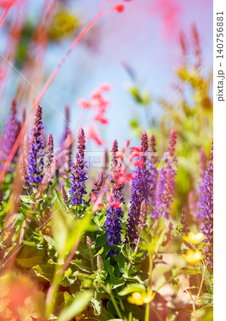 Purple salvia flowers blooming in sunny garden with natural bokeh 140756881