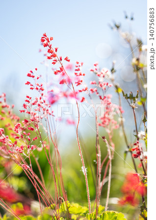 Delicate pink bell-shaped flowers sparkle in the sun, creating a dreamy bokeh effect. Delicate pink bell-shaped flowers sparkle in the sun, creating a dreamy bokeh effect. 140756883