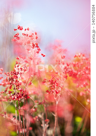Delicate pink bell-shaped flowers sparkle in the sun, creating a dreamy bokeh effect. 140756884