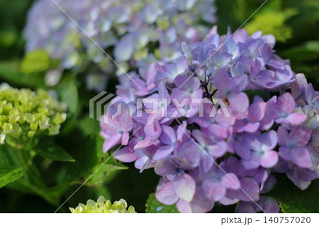 満開の紫陽花 満開の紫陽花 140757020