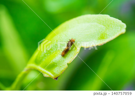 Small caterpillar on tree leaf in the garden 140757059