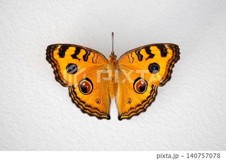 Close up of beautiful butterfly on white wall background 140757078