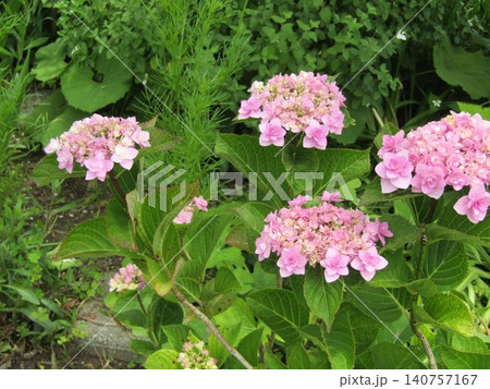 桃色の紫陽花の花奇麗だね 桃色の紫陽花の花奇麗だね 140757167