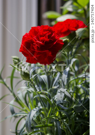 It is a red carnation flowerpot. It is a red carnation flowerpot. 140757404