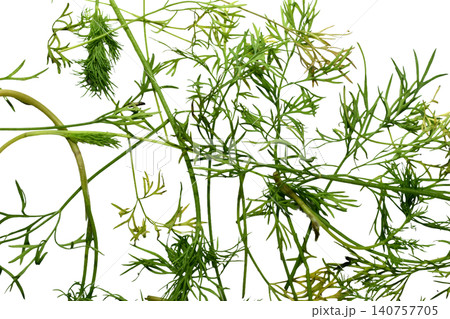 Green dill leaves. Green dill leaves. 140757705