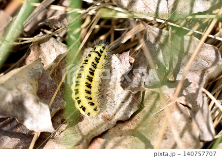 Caterpillar of the moth. 140757707
