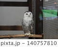 可愛いシロフクロウ 140757810