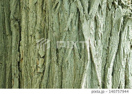 Close up background of rough tree bark texture with detailed cracks Close up background of rough tree bark texture with detailed cracks 140757944