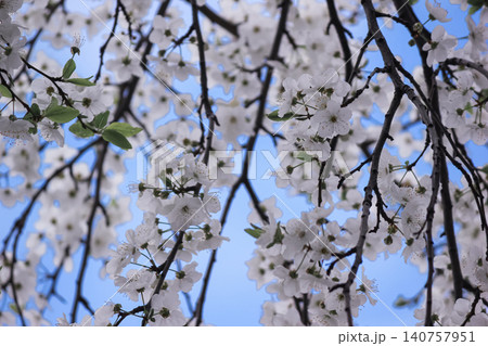 Lush white prunus cerasifera blossoms on branches against blue sky Lush white prunus cerasifera blossoms on branches against blue sky 140757951