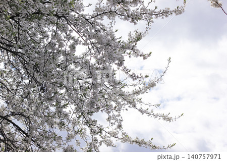 White prunus cerasifera blossoms on tree branches against cloudy spring sky White prunus cerasifera blossoms on tree branches against cloudy spring sky 140757971