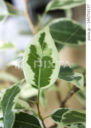 Close-up of patterned benjamin leaves Close-up of patterned benjamin leaves 140758137