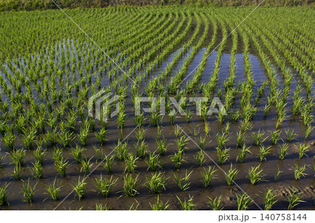 It is a landscape of a rice paddy where rice has been planted. It is a landscape of a rice paddy where rice has been planted. 140758144