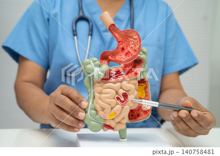 Digestive system with stomach and intestine, Asian doctor holding human anatomy model. Digestive system with stomach and intestine, Asian doctor holding human anatomy model. 140758481