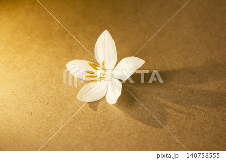 It is a wooden board background and Styrax japonica flowers. It is a wooden board background and Styrax japonica flowers. 140758555