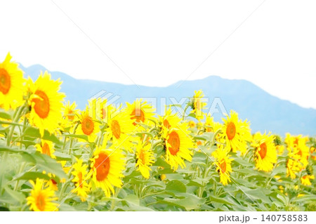 夏の花と山とひまわり畑のある風景 夏の花と山とひまわり畑のある風景 140758583