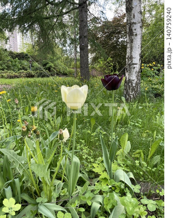 Tulips growing in a lush green garden with focus on white and dark purple flowers Tulips growing in a lush green garden with focus on white and dark purple flowers 140759240