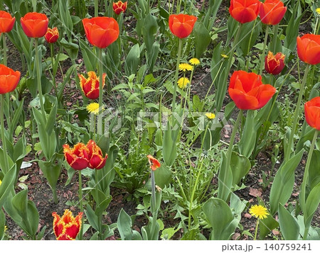 Red tulips blooming among green leaves and yellow dandelions in a vibrant garden setting Red tulips blooming among green leaves and yellow dandelions in a vibrant garden setting 140759241