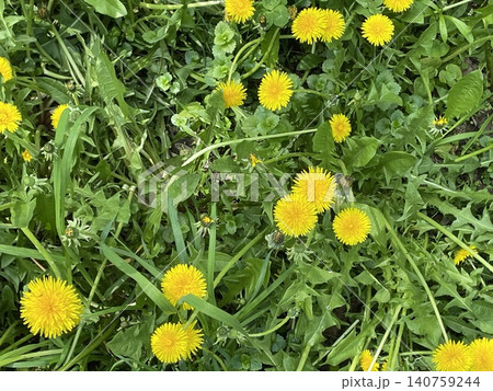 Dandelion flowers scattered in lush green grass, suitable for nature background and texture Dandelion flowers scattered in lush green grass, suitable for nature background and texture 140759244