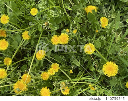 Dandelions with lush green foliage create vibrant and natural outdoor background Dandelions with lush green foliage create vibrant and natural outdoor background 140759245