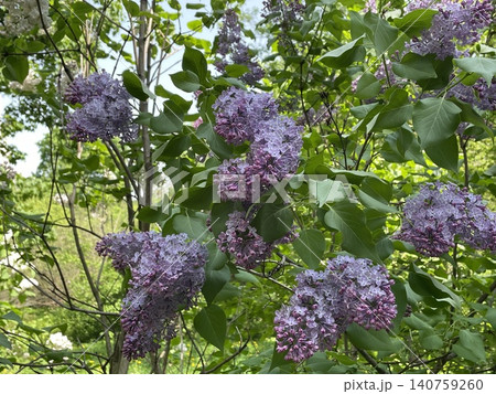 Lilac flowers blooming on green leafy branches captured in a garden setting in spring 140759260
