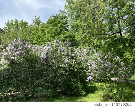 Lilac bushes in vibrant bloom under clear blue sky, lush green trees in background Lilac bushes in vibrant bloom under clear blue sky, lush green trees in background 140759269